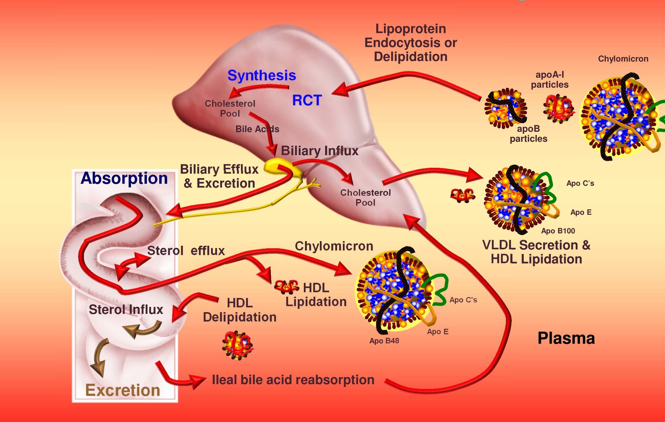 Cholesterol trafficking