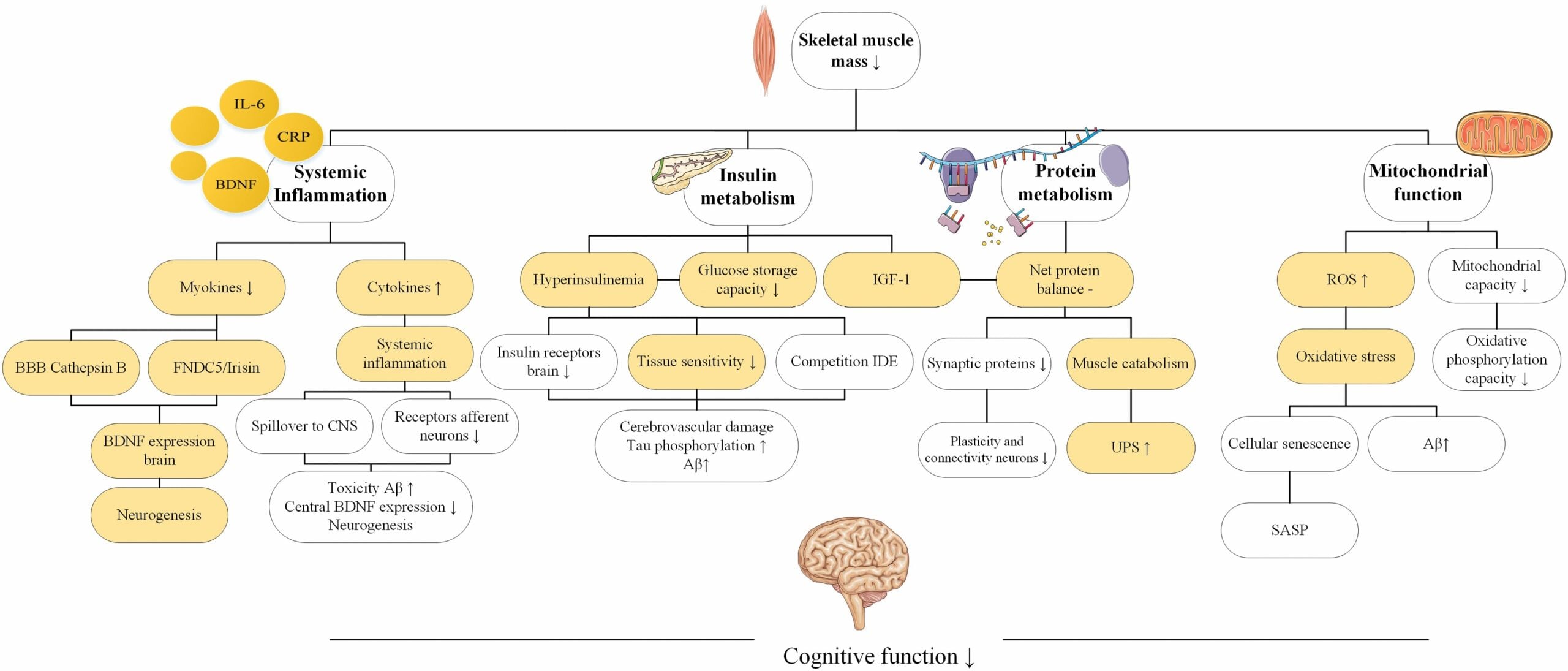 link between sarcopenia and cognitive decline
